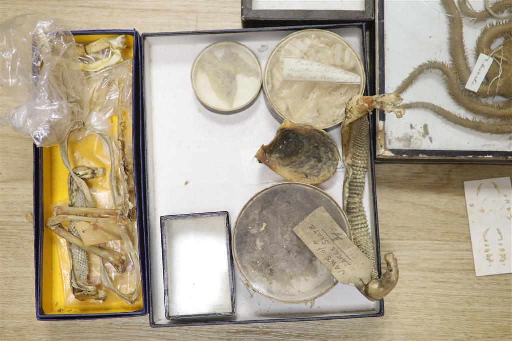 A collection of sea creature and reptile specimens, most collected before 1945,